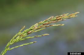 Attēlu rezultāti vaicājumam “Badhamia panicea macro”