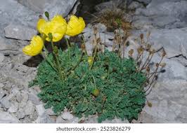 Attēlu rezultāti vaicājumam “Trichophorum alpinum fruit”