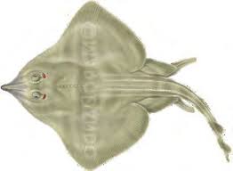 Image result for Amblyraja hyperborea