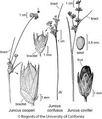 Attēlu rezultāti vaicājumam “Juncus bulbosus flower”