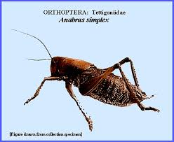 Attēlu rezultāti vaicājumam “Orthoptera”