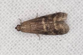 Attēlu rezultāti vaicājumam “Apomyelois bistriatella”