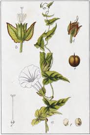 Attēlu rezultāti vaicājumam “Calystegia sepium”