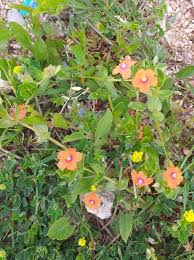 Attēlu rezultāti vaicājumam “Lycogala persicum young”