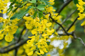 Attēlu rezultāti vaicājumam “Laburnum alpinum flower”