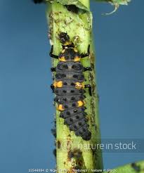 Attēlu rezultāti vaicājumam “Coccinella septempunctata larva”