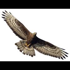 Attēlu rezultāti vaicājumam “Pernis apivorus”