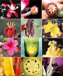 Attēlu rezultāti vaicājumam “Malvaceae”