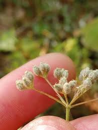 Attēlu rezultāti vaicājumam “Torilis japonica leaf”