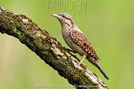 Attēlu rezultāti vaicājumam “Jynx torquilla adult”