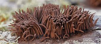 Attēlu rezultāti vaicājumam “Stemonitis pallida macro”