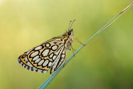 Attēlu rezultāti vaicājumam “Heteropterus morpheus underside”