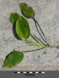 Attēlu rezultāti vaicājumam “Potamogeton natans leaf”