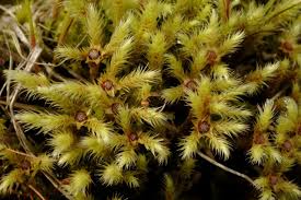 Attēlu rezultāti vaicājumam “Philonotis calcarea”