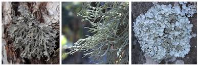 Attēlu rezultāti vaicājumam “Pseudevernia furfuracea”