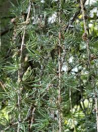 Attēlu rezultāti vaicājumam “Larix decidua var. polonica”