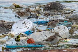 Image result for Calidris minutilla
