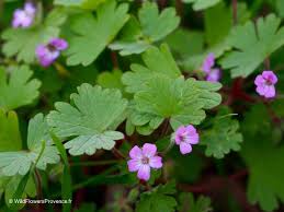 Attēlu rezultāti vaicājumam “Geranium molle flower”