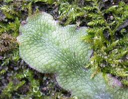 Attēlu rezultāti vaicājumam “Conocephalum salebrosum sporophyte”