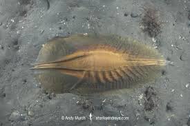 Image result for Callorhinchus capensis