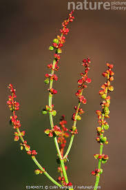 Attēlu rezultāti vaicājumam “Rumex acetosella flower”