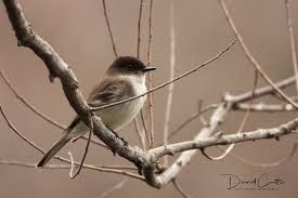 Image result for Sayornis phoebe