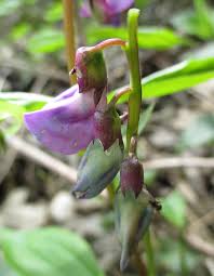 Attēlu rezultāti vaicājumam “Lathyrus vernus bud”