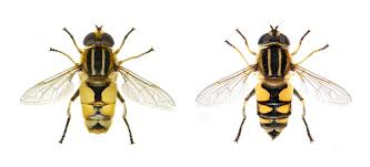 Attēlu rezultāti vaicājumam “Helophilus hybridus”