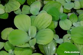 Attēlu rezultāti vaicājumam “Pistia stratiotes”