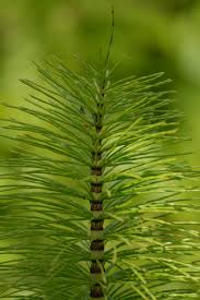 Attēlu rezultāti vaicājumam “Equisetum telmateia”