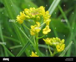 Attēlu rezultāti vaicājumam “Rorippa sylvestris flower”