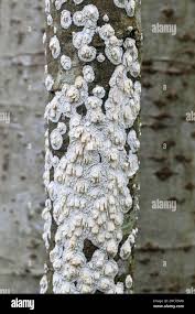 Attēlu rezultāti vaicājumam “Basidioradulum radula”