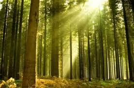 Image result for лес,