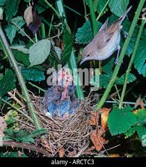 Attēlu rezultāti vaicājumam “Sylvia borin nest”