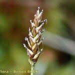 Attēlu rezultāti vaicājumam “Carex dioica fruit”