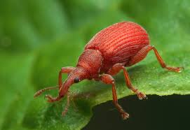 Attēlu rezultāti vaicājumam “Protapion sp.”