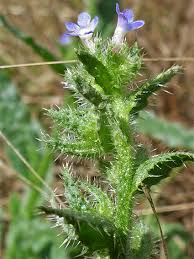 Attēlu rezultāti vaicājumam “Anchusa arvensis leaf”