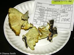 Attēlu rezultāti vaicājumam “Lentinus suavissimus”