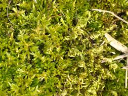 Attēlu rezultāti vaicājumam “Leucodon sciuroides”