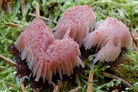 Attēlu rezultāti vaicājumam “Stemonitis axifera var. smithii macro”