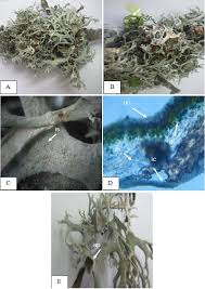 Attēlu rezultāti vaicājumam “Pseudevernia furfuracea”