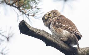 Attēlu rezultāti vaicājumam “Glaucidium passerinum adult”