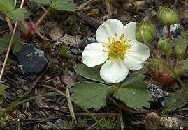 Attēlu rezultāti vaicājumam “Fragaria vesca flower”