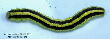 Attēlu rezultāti vaicājumam “Catarhoe cuculata”