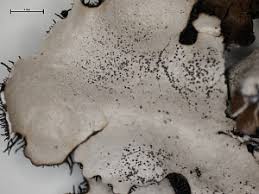 Attēlu rezultāti vaicājumam “Parmelina tiliacea”