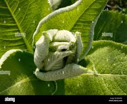 Attēlu rezultāti vaicājumam “Inula britannica bud”