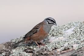 Image result for Emberiza cia