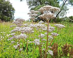 Image result for Baldrian