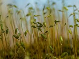 Attēlu rezultāti vaicājumam “Callicladium haldanianum sporophyte”