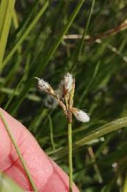 Attēlu rezultāti vaicājumam “Eriophorum gracile fruit”